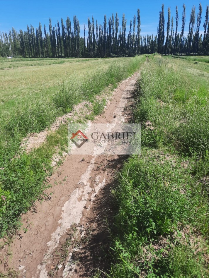 Chacra en Alquiler - Con produccion de Alfa Alfa