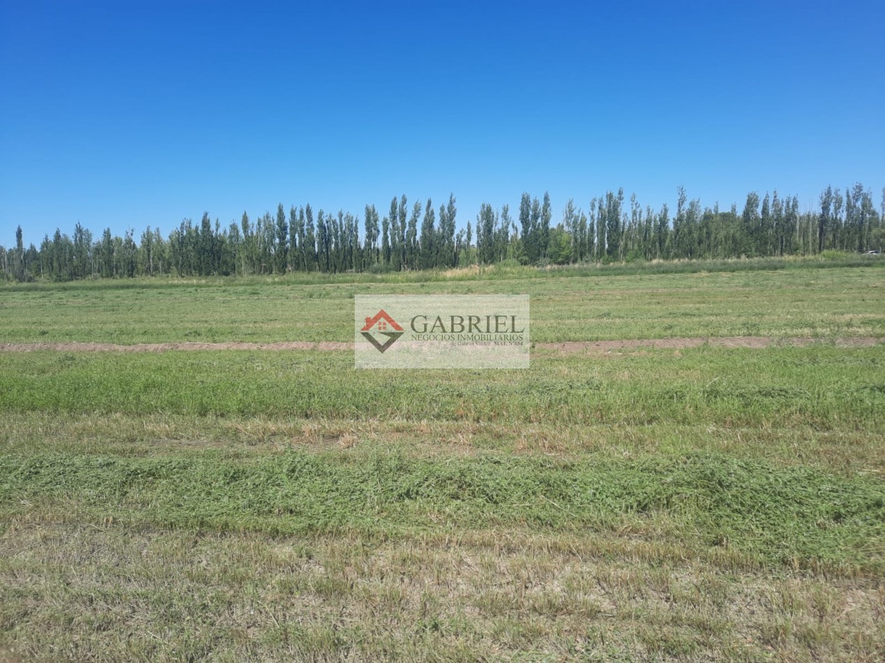 Chacra en Alquiler - Con produccion de Alfa Alfa