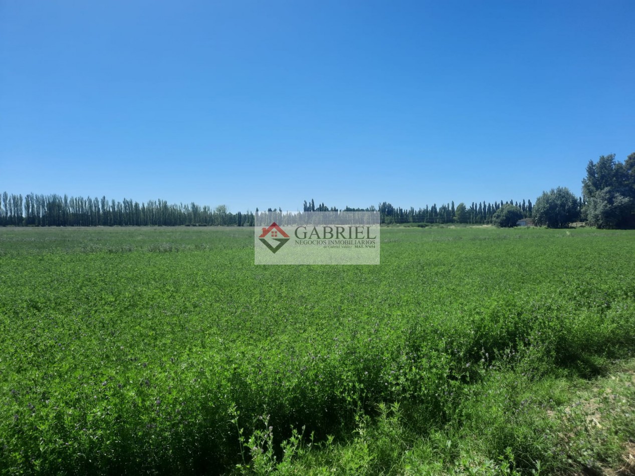 Chacra en Alquiler - Con produccion de Alfa Alfa